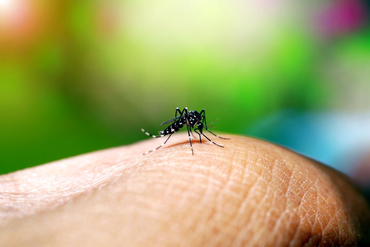 Eviter les insectes en camping-car dont les moustiques !