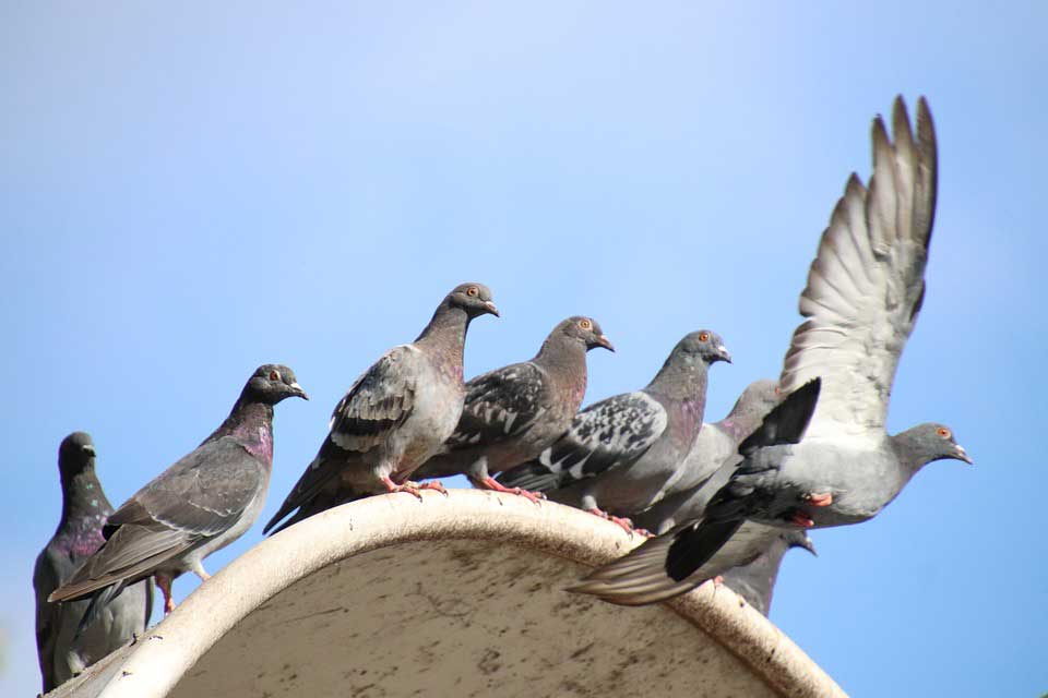 lutte anti pigeon